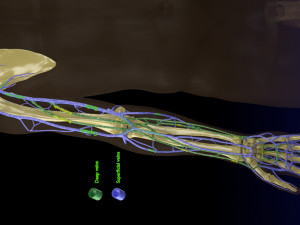 Venous drainage upper limb- vein model 3D-Modell