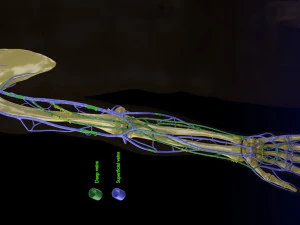 Venous drainage upper limb- vein model 3D Model