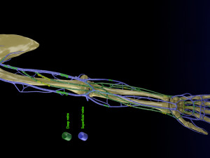Venous drainage upper limb- vein model 3D-Modell