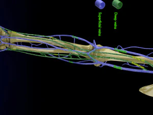 Venous drainage upper limb- vein model 3D Model