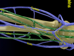 Venous drainage upper limb- vein model 3D-Modell