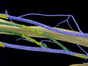 Venous drainage upper limb- vein model 3D-Modell