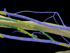 Venous drainage upper limb- vein model 3D Model