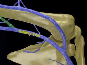 Venous drainage upper limb- vein model 3D Model