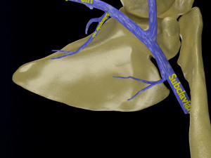 Venous drainage upper limb- vein model 3D-Modell