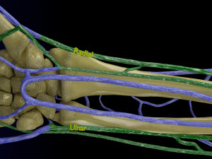 Venous drainage upper limb- vein model 3D-Modell