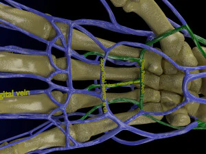 Venous drainage upper limb- vein model 3D Model