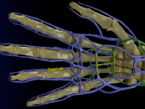 Venous drainage upper limb- vein model 3D-Modell