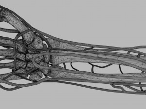 Venous drainage upper limb- vein model 3D-Modell