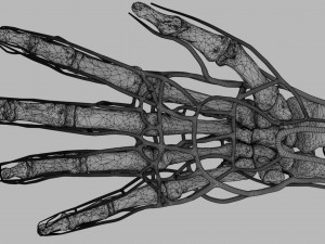 Venous drainage upper limb- vein model 3D-Modell