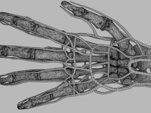 Venous drainage upper limb- vein model 3D-Modell