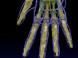 Venous drainage upper limb- vein model 3D-Modell