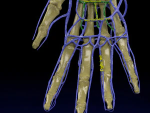 Venous drainage upper limb- vein model 3D Model