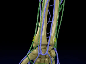 Venous drainage upper limb- vein model 3D Model