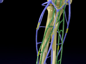 Venous drainage upper limb- vein model 3D-Modell