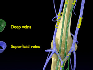Venous drainage upper limb- vein model 3D-Modell