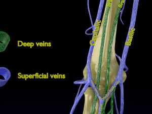 Venous drainage upper limb- vein model 3D-Modell