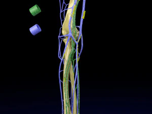Venous drainage upper limb- vein model 3D Model