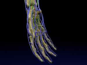 Venous drainage upper limb- vein model 3D-Modell