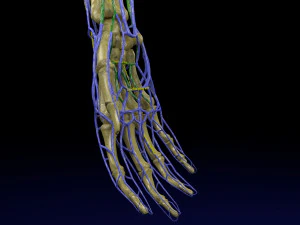 Venous drainage upper limb- vein model 3D Model