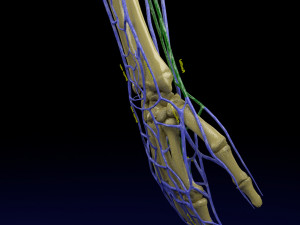 Venous drainage upper limb- vein model 3D-Modell