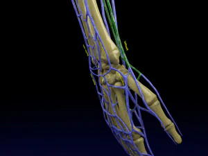 Venous drainage upper limb- vein model 3D Model