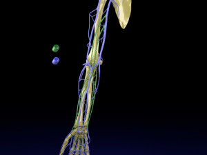 Venous drainage upper limb- vein model 3D-Modell