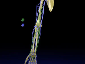 Venous drainage upper limb- vein model 3D Model
