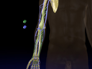 Venous drainage upper limb- vein model 3D-Modell