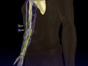 Venous drainage upper limb- vein model 3D-Modell