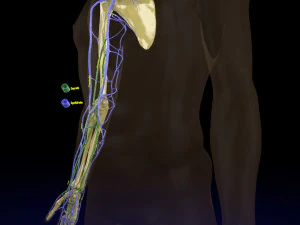 Venous drainage upper limb- vein model 3D Model
