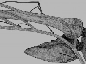 Venous drainage upper limb- vein model 3D-Modell