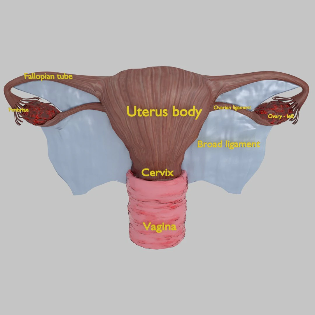 Uterus 3D Model .c4d .max .obj .3ds .fbx .stl .blend 