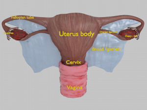 Uterus Model 3D