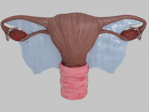 Uterus 3D 模型