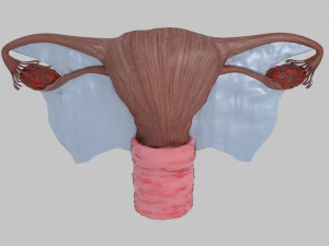 Uterus 3D Model