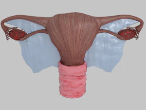 Uterus 3D Model