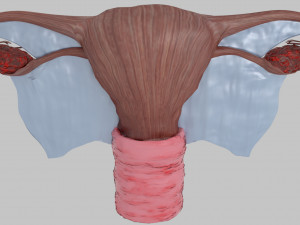 Uterus 3D 模型