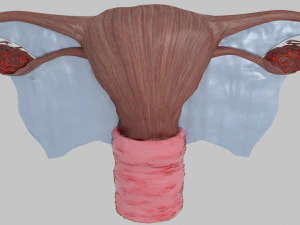 Uterus 3D Model