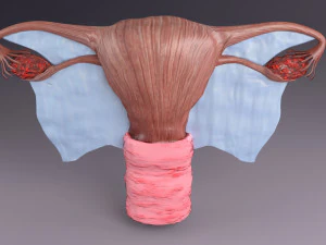 Uterus 3D Model
