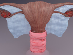 Uterus 3D 模型