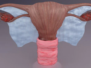 Uterus 3D Model