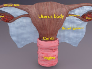 Uterus 3D 模型