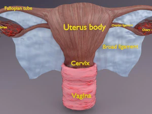 Uterus 3D Model