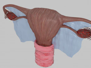 Uterus 3D Model