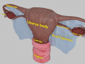 Uterus 3D 模型