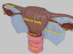 Uterus 3D Model