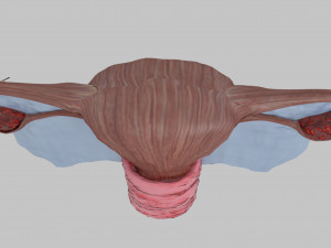 Uterus 3D 模型