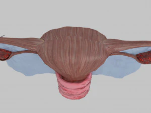 Uterus 3D Model