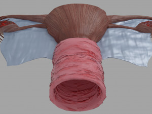 Uterus 3D 模型